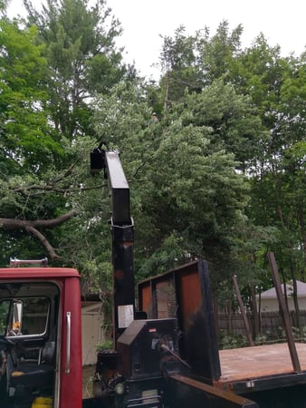 Images Foppema Tree Care
