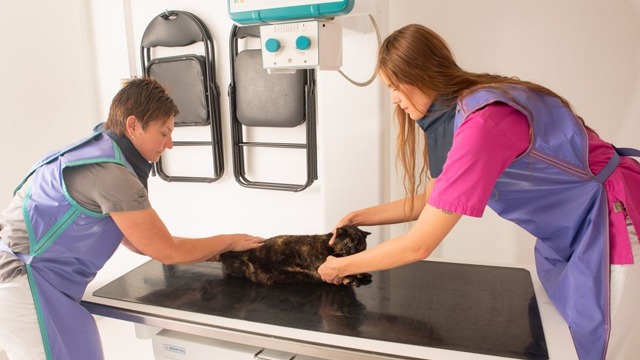 Images Fyra Ben Smådjursklinik