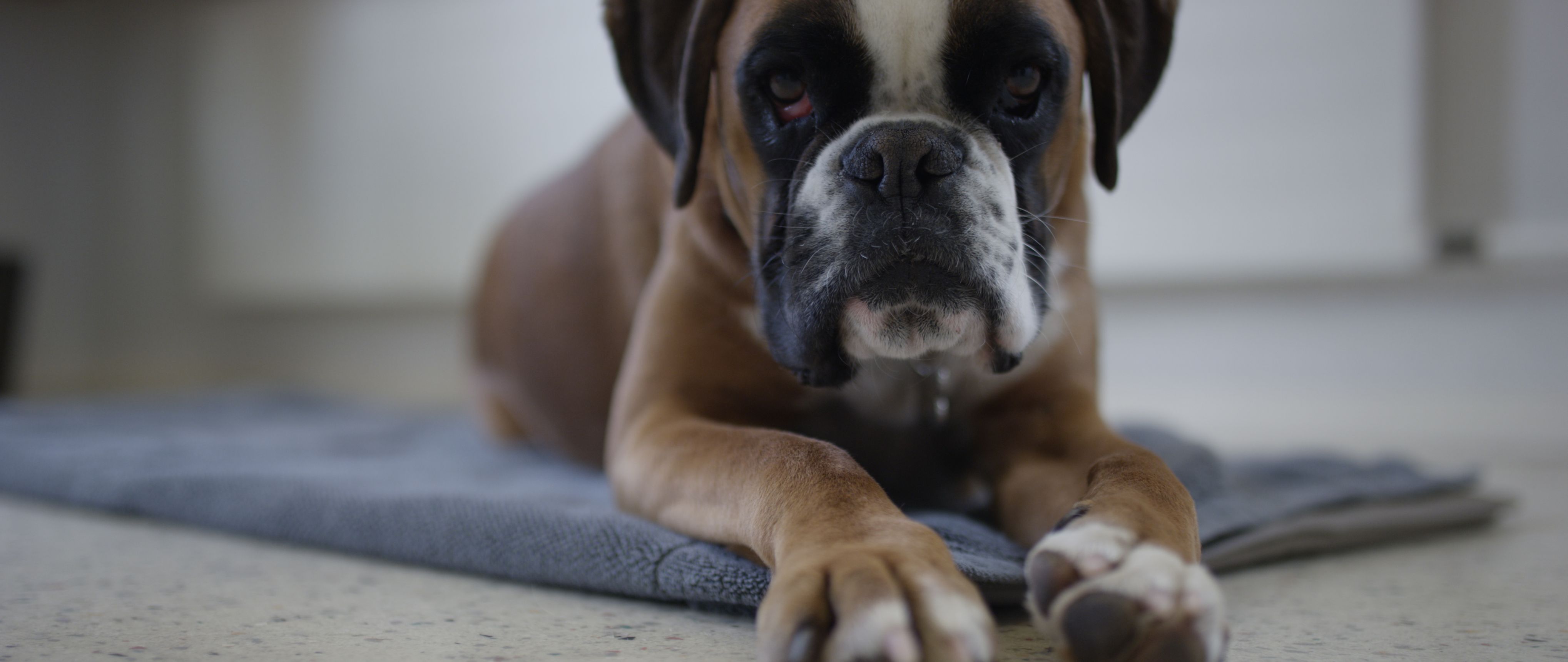 Bilder Vétérinaire des Plaines-du-Loup