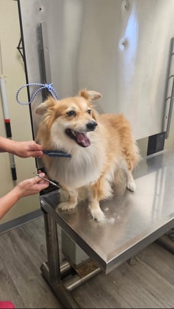 Images VCA Lake Jackson Animal Hospital