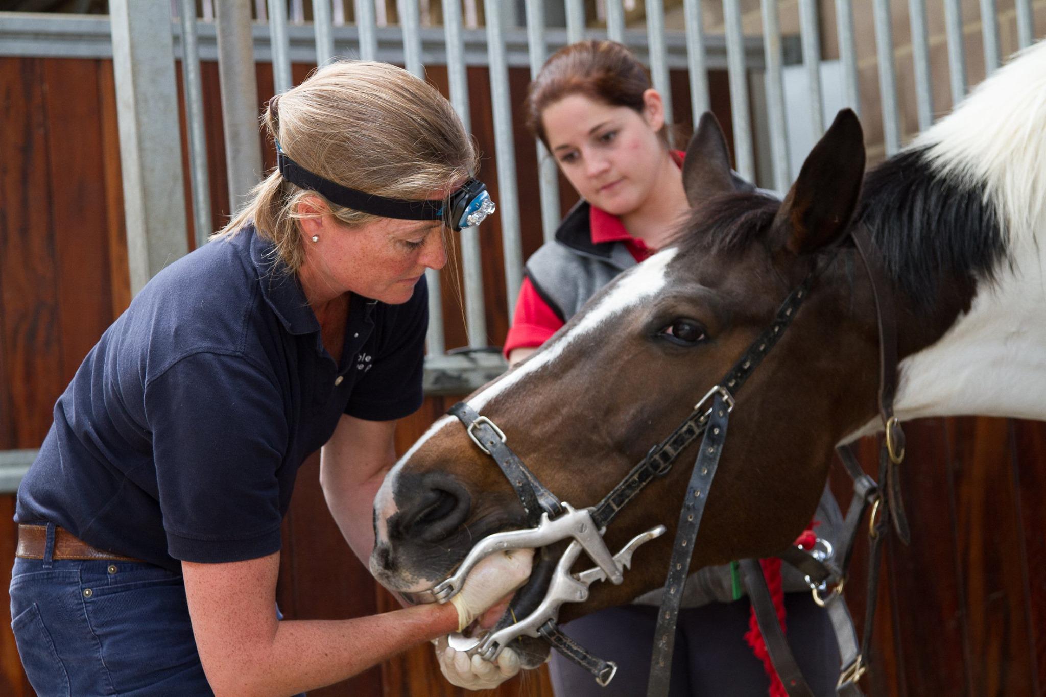 Images Stable Close Equine Practice