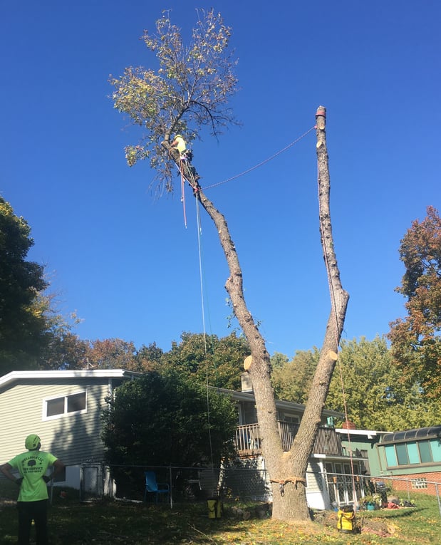 Images Wellman Tree Service