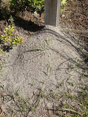 Images Stokes Mosquito and Pest Services