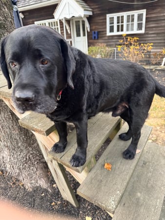 Images Poopie Scoopers r-us Sir Scoop