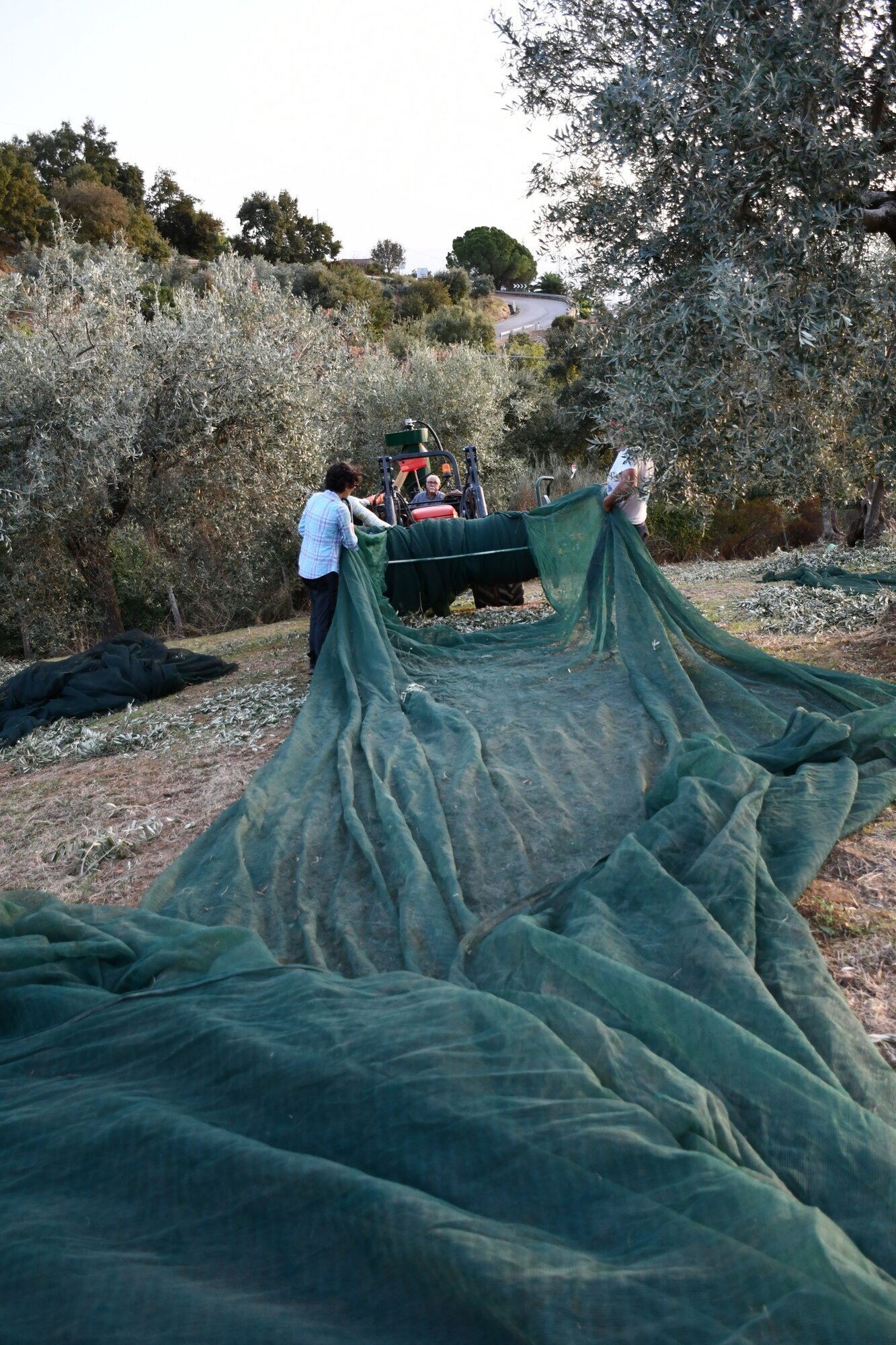 Images AZIENDA AGRICOLA MIRACCO ATANASIO FRANCO