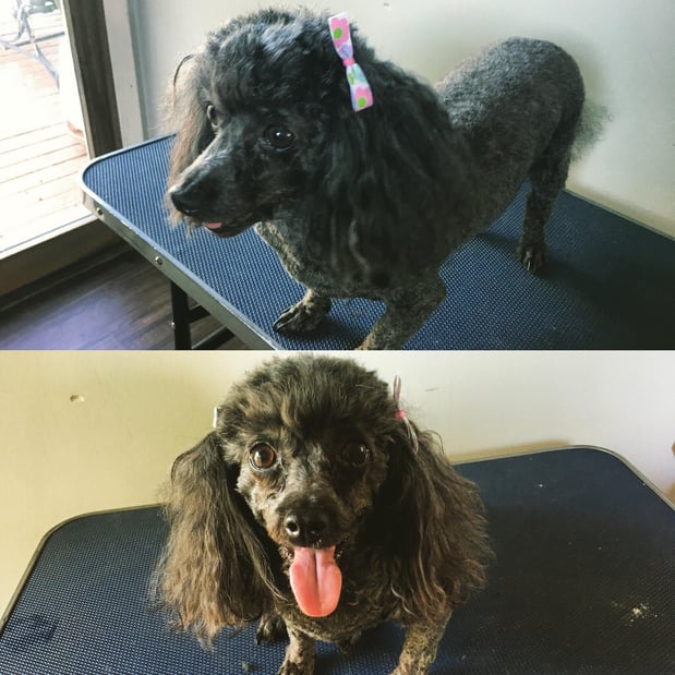 Images Pet, Rinse, Repeat Grooming, Mobile, Salon & Boarding