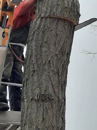 Images Paul's Tree Service