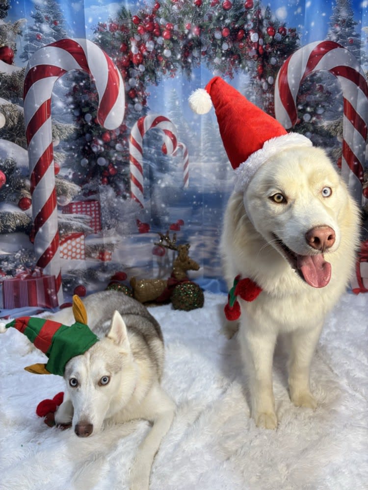 The Dog Stop - Katy Image