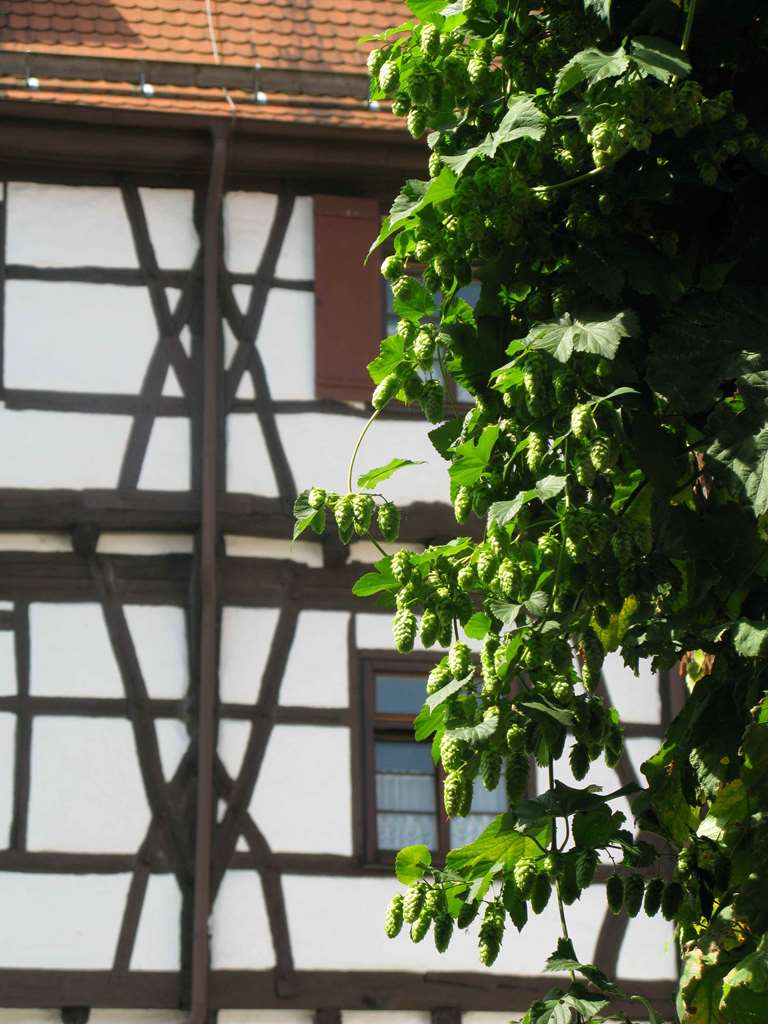 Bilder Best Western Plus BierKulturHotel Schwanen