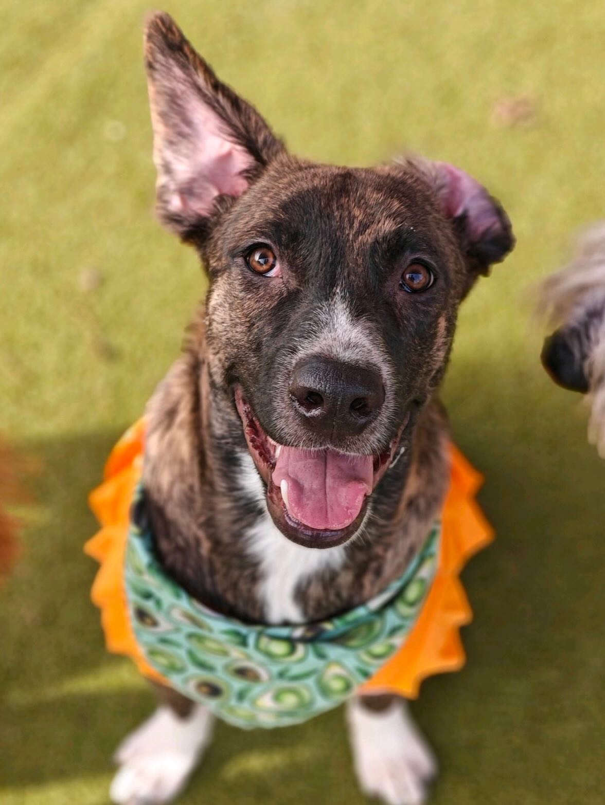 Bed and Biscuit Image