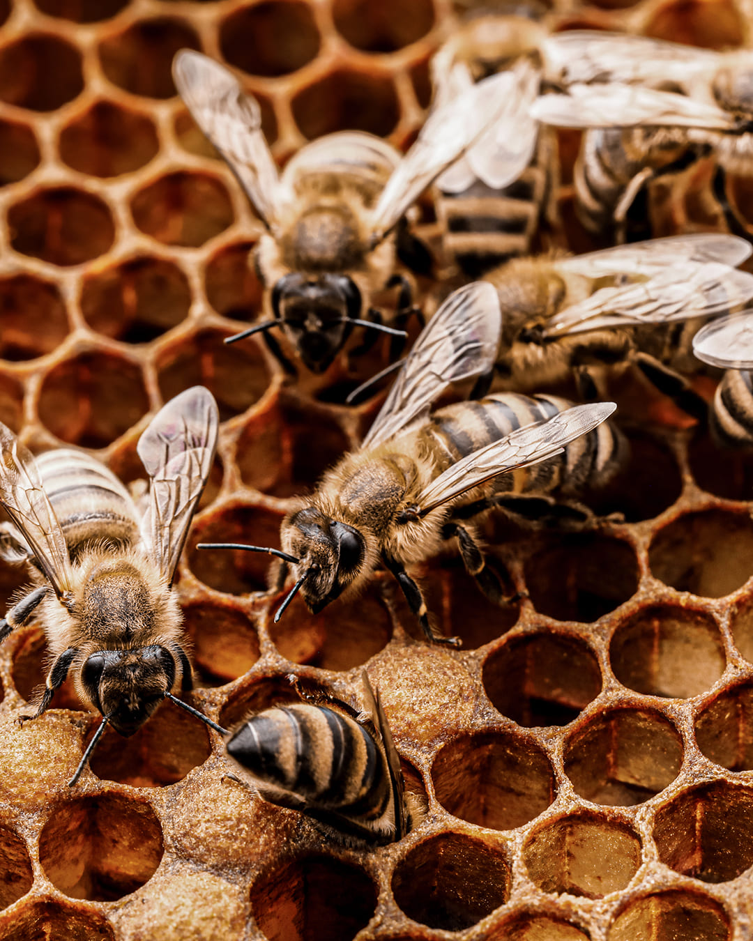 Agapie - Produzent & Lieferant für Bienengift, Gelee Royal, Propolis, Johannesstraße 39-45 in Stuttgart
