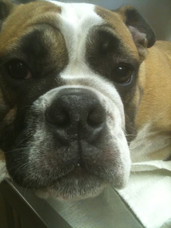 Images West Side Veterinary Hospital