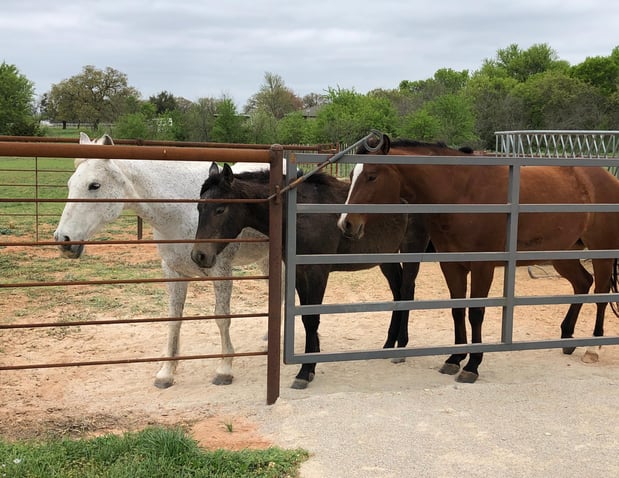 Images Brazos Equine Services