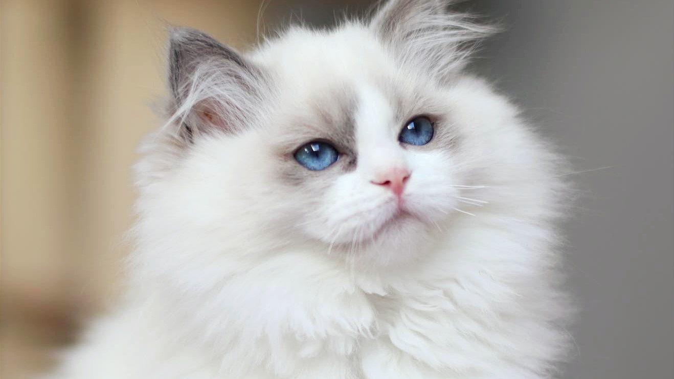 Images Ragdoll RagSweet