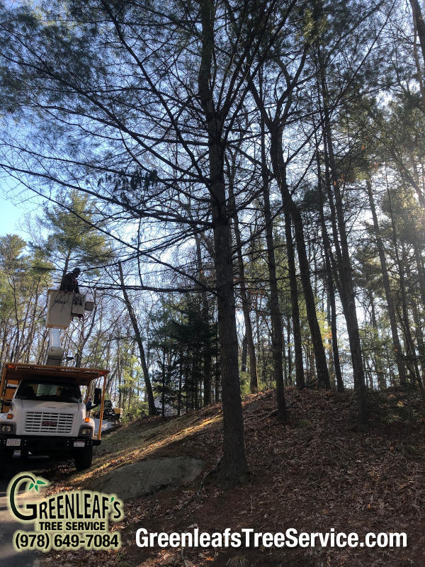 Greenleaf's Tree Service Photo