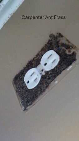Images Pest Terminators Inc.