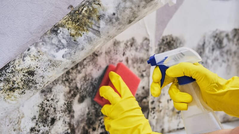 WE HAVE MORE THAN 20 YEARS OF MOLD REMEDIATION AND MOISTURE CONTROL EXPERIENCE.