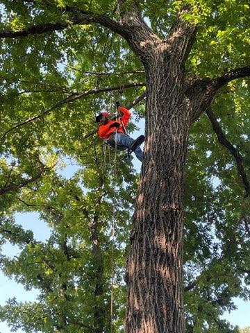 Tree Trimming-Valentine&rsquo;s Lawn Care and Landscaping Services