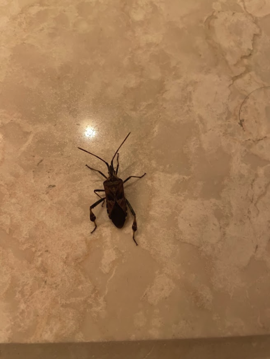 Images Aim Pest Solutions