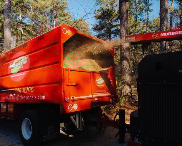 Images Northside Tree Professionals