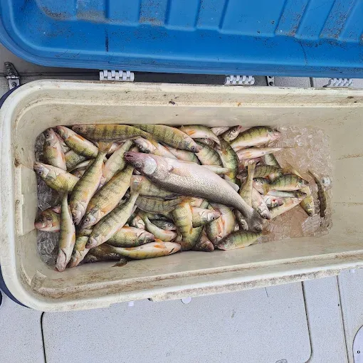 Images Sir Walleye Charters