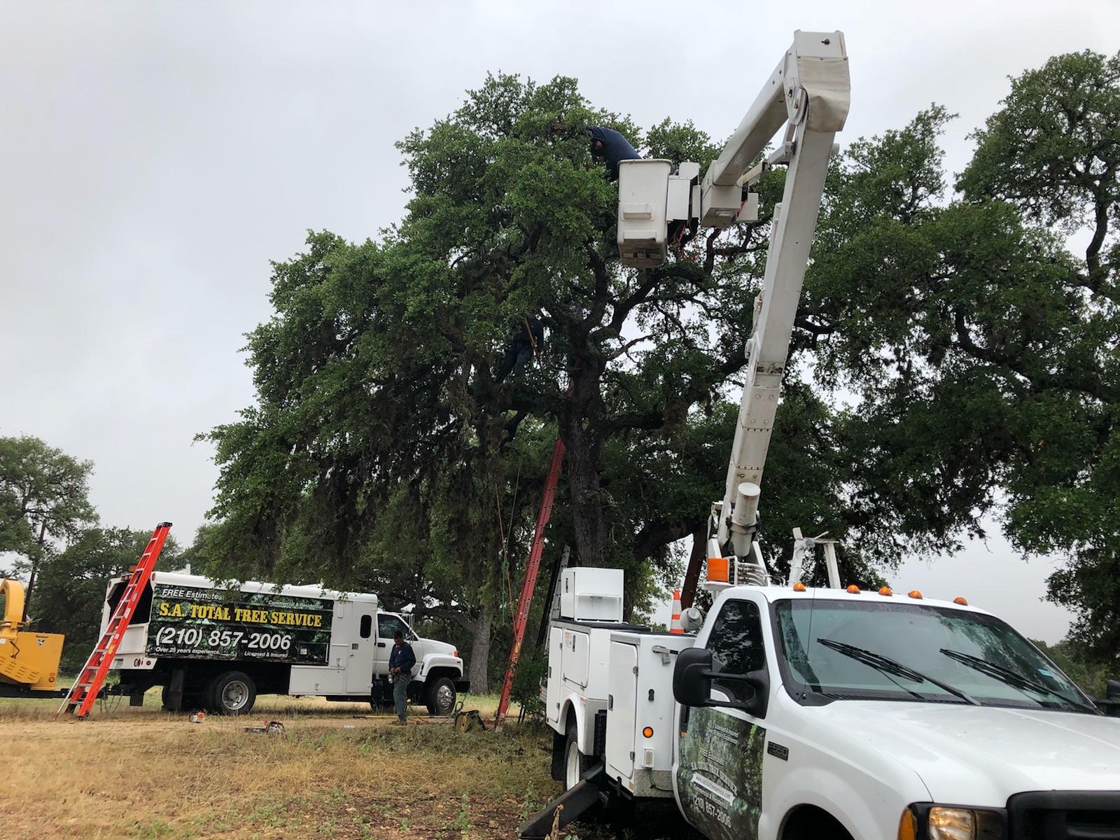 SA Total Tree Service Photo