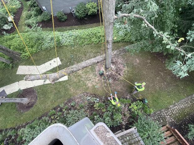 Images Brossart F. Tree Service