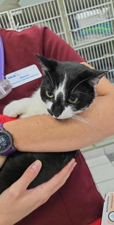 Images VCA Preston Park Animal Hospital