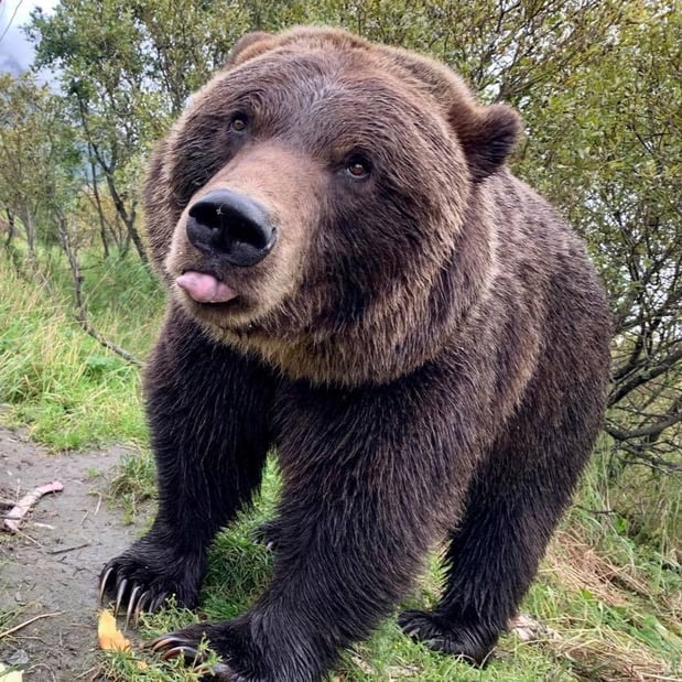 Images Alaska Wildlife Conservation Center