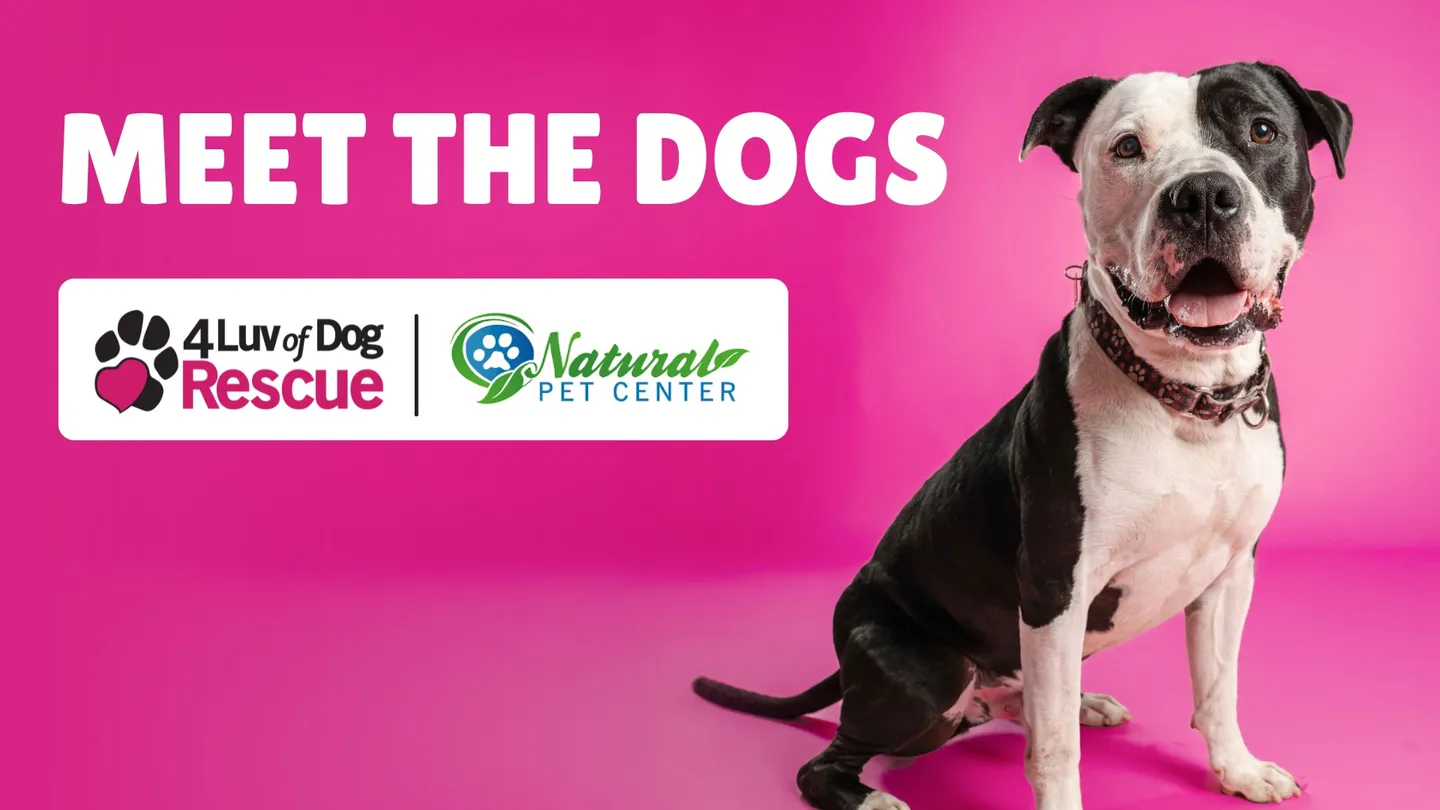 Image of Local Pet Event Meet the Dogs - 4 Luv of Dog Rescue Nearby