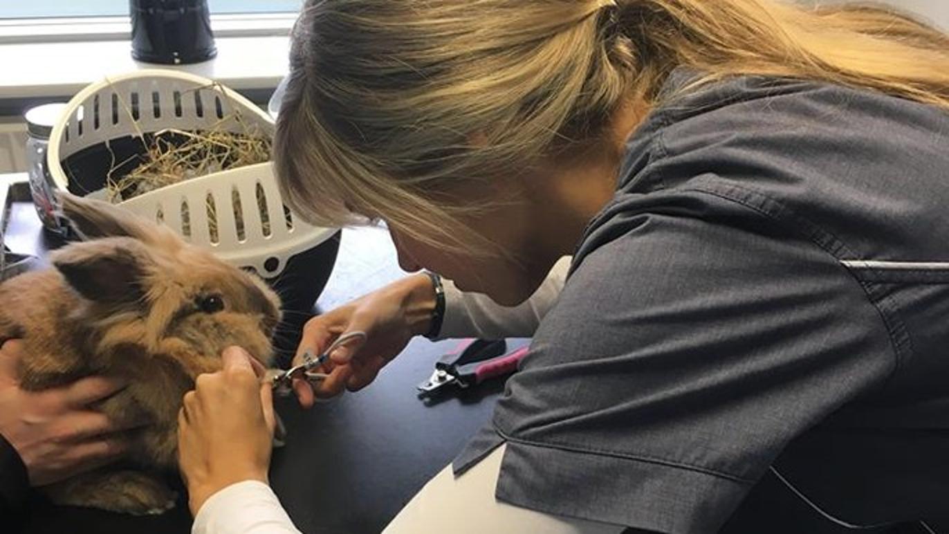 Images Aabybro Dyrehospital ApS