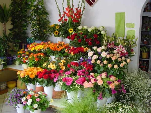 Bilder Gartenbau – Blumen Robert Reißer