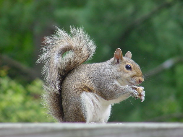 Images Trapper John Rodent & Animal Specialist