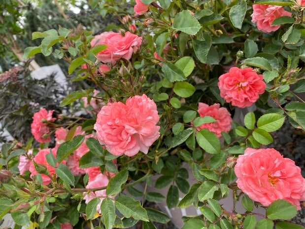 Images Cache Valley Nursery