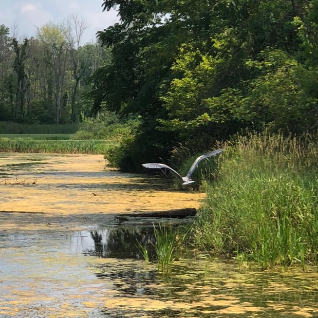 Images Blue Heron Golf Club