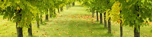 Images Magna Tree Service