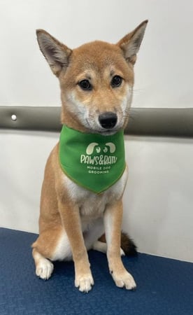 Images Paws & Bath Mobile Dog Grooming