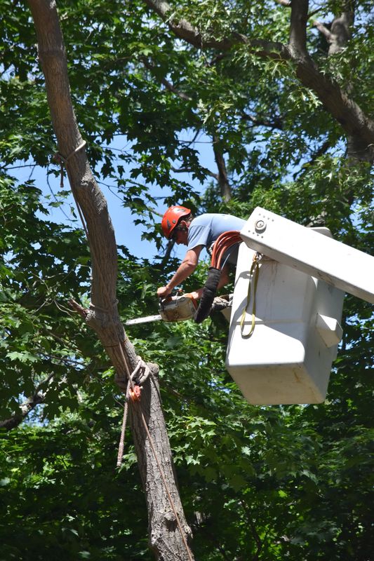 Images Northern Essex Tree Service