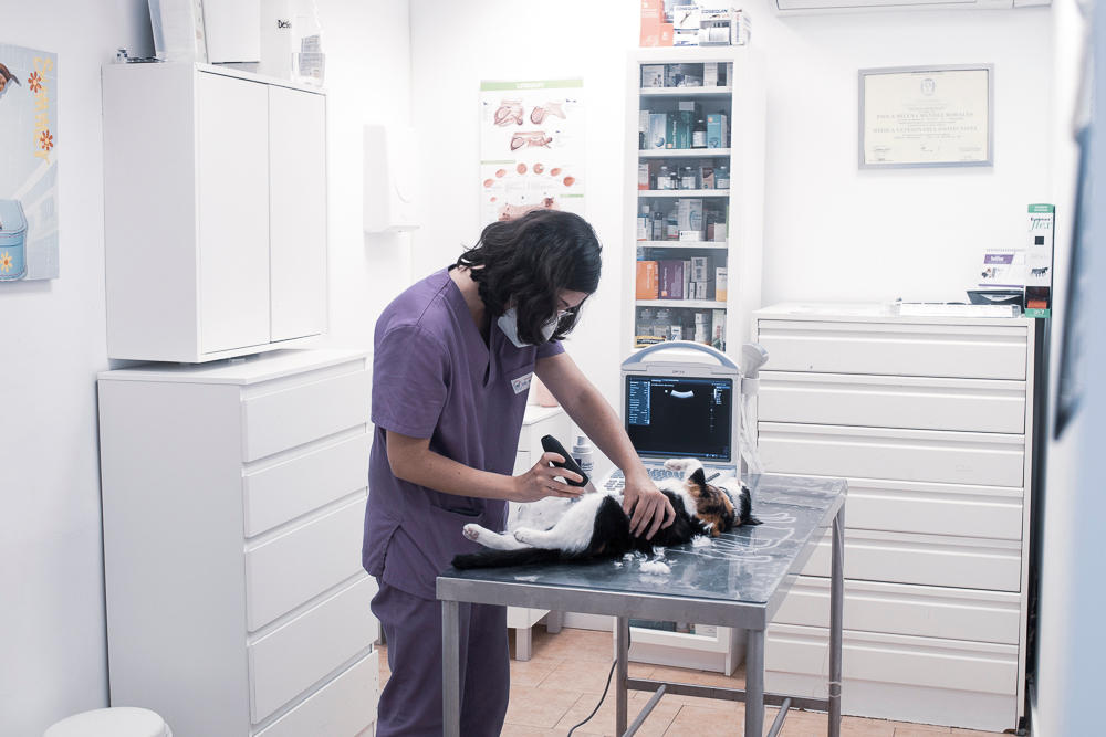 Images Clínica Veterinaria Doctor Waksman
