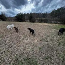 Sniffspot Yolistone Image