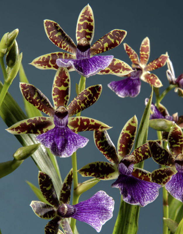 Images orchideemilano.it