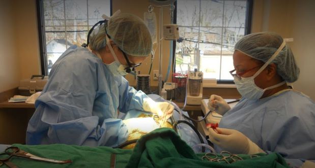 Images Virginia Veterinary Centers - Midlothian