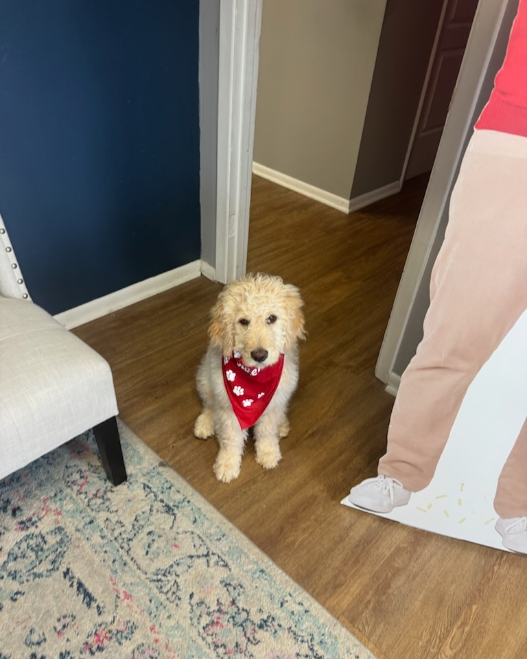 Meet the newest member of the team. Already showing off some office swag and bringing plenty of smiles to the day. We have a feeling this pup will fit right in around here!