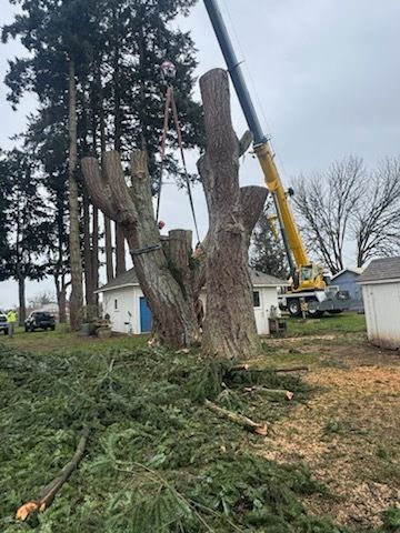 A yellow crane lifts sections from a large split tree trunk as crews work in a yard, with cut evergreen branches covering the ground and small white sheds nearby.