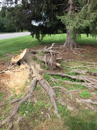 Images Ace Gallagher Stump Grinding