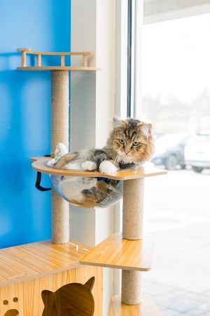 Images PetVet365 Pet Hospital Pittsburgh / South Hills
