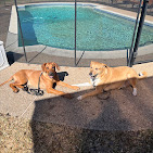 Images Dog Pawpa K9 Connection