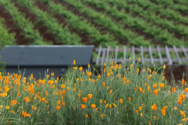 Images Theorem Vineyards