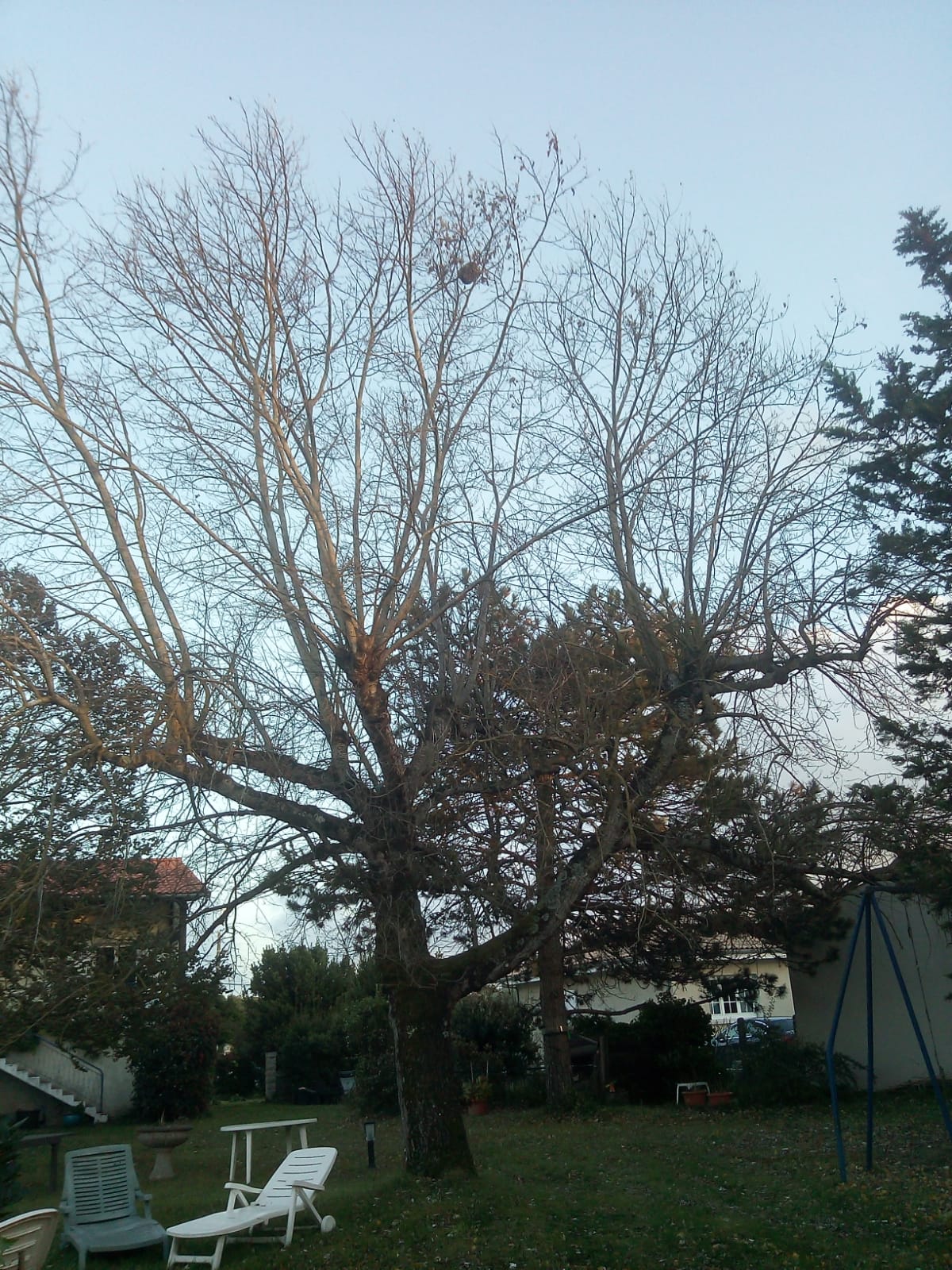 Nid de frelons asiatiques à Aigrefeuille d'Aunis Nid de frelons asiatiques à Aigrefeuille d'Aunis