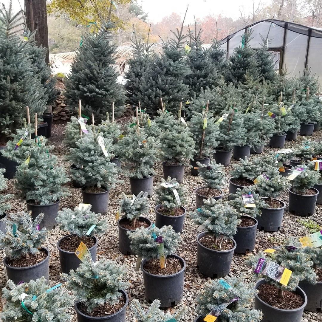 Great selection of specimen plant material from Settlemyre Nursery